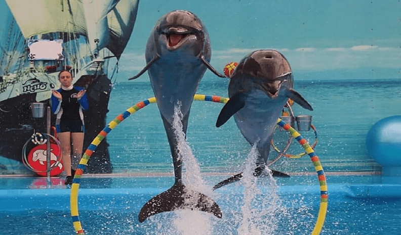 Phuket Dolphin Show